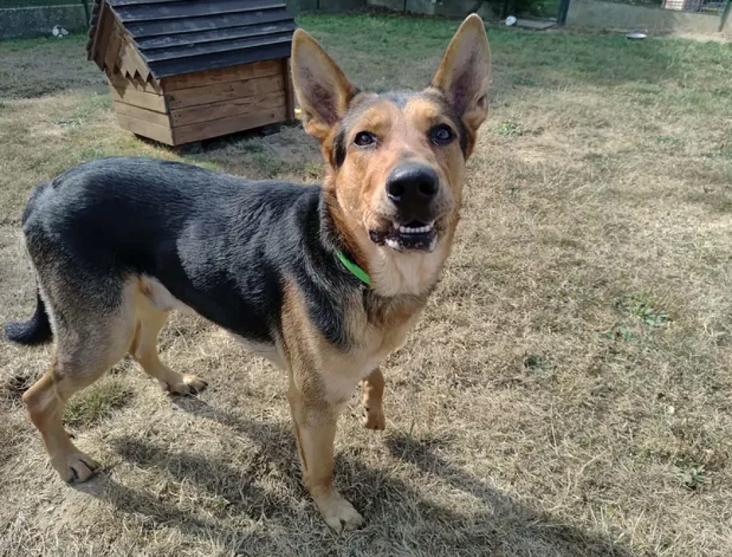 Vic - Chien Berger à adopter - photo 2