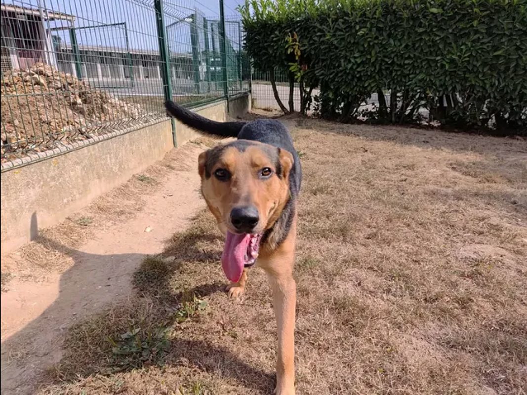 Vic - Chien Berger à adopter - photo 3