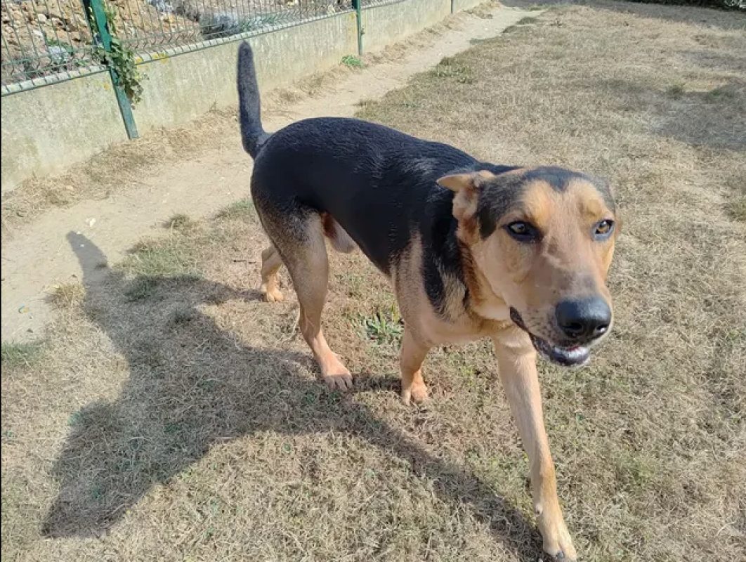 Vic - Chien Berger à adopter - photo 4
