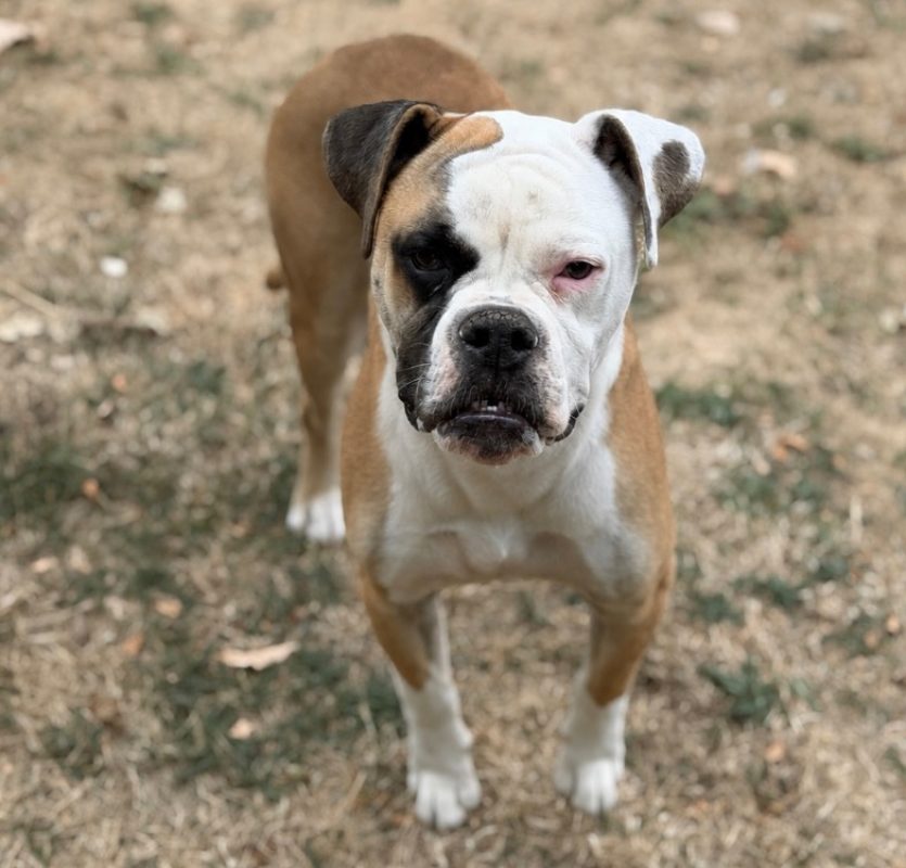 Snow - Chien Boxer à adopter