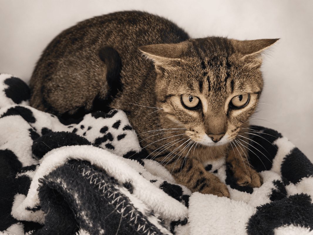 Afaitu - Chat Européen à adopter