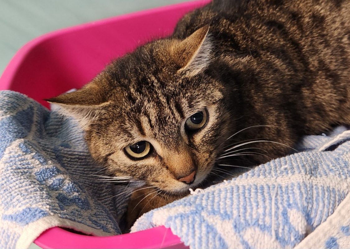Afaitu - Chat Européen à adopter - photo 2
