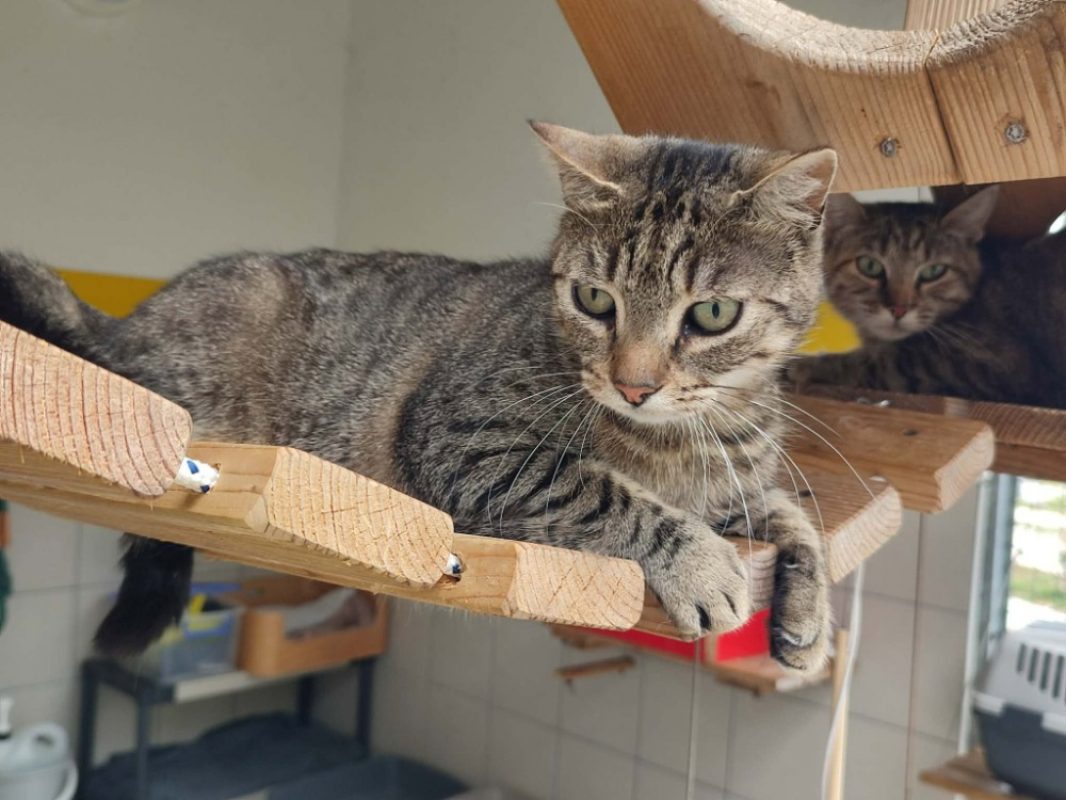 Afaitu - Chat Européen à adopter