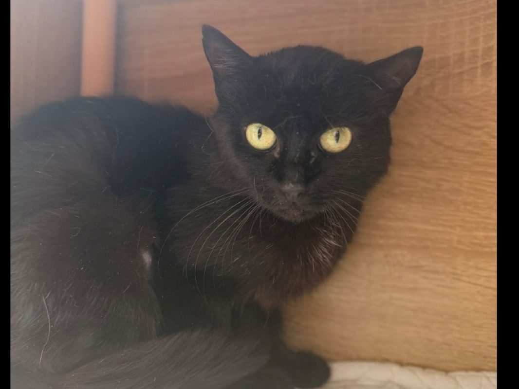 Mary - Chat Européen à adopter