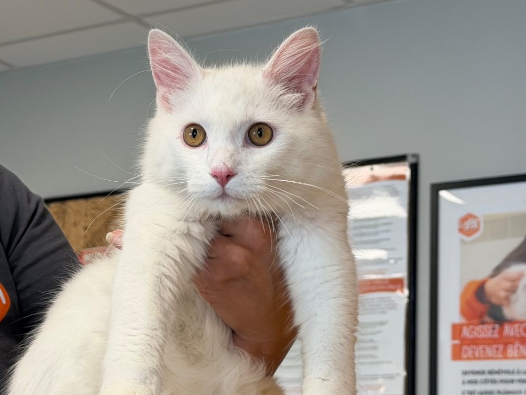 Snow - Chat Angora Turc à adopter