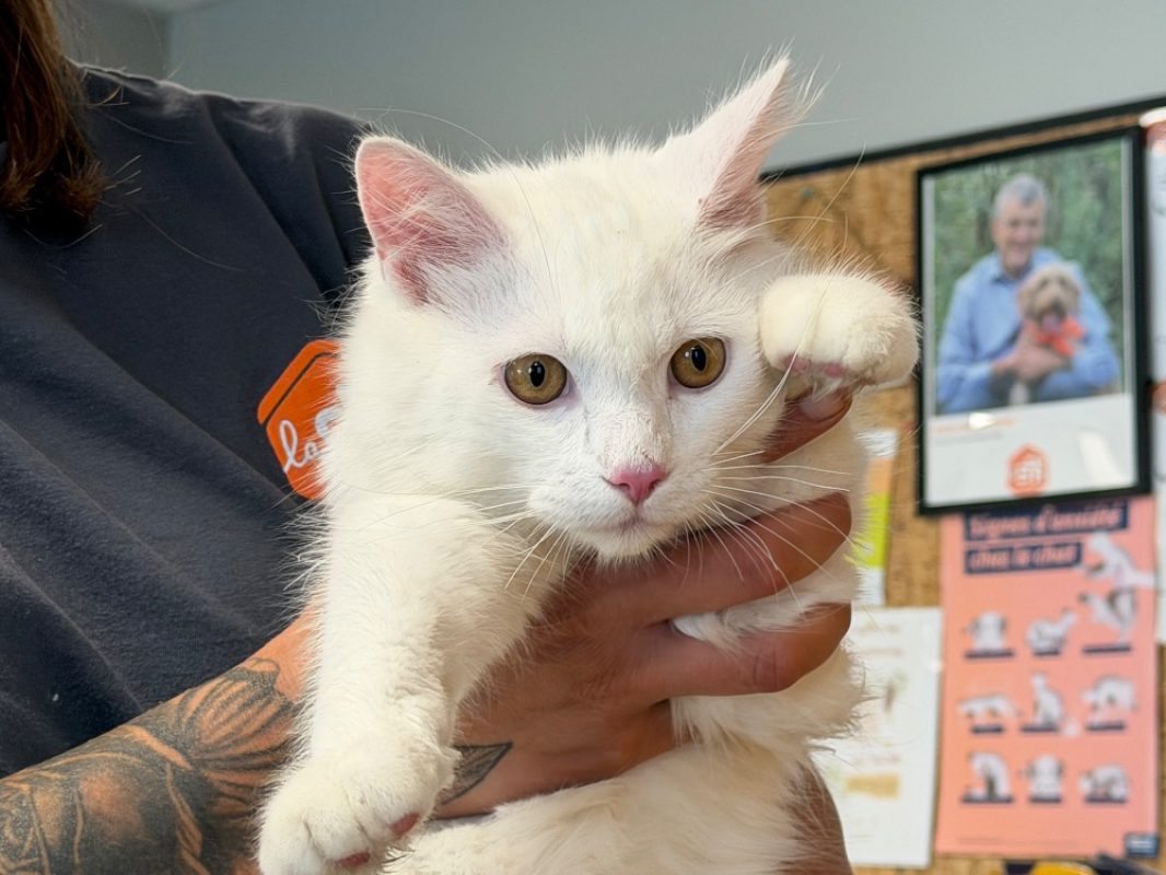 Snow - Chat Angora Turc à adopter - photo 2