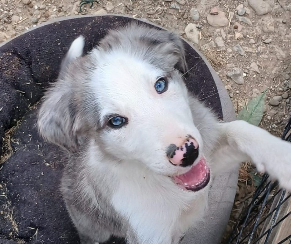 Bronx - Chien Border Collie à adopter