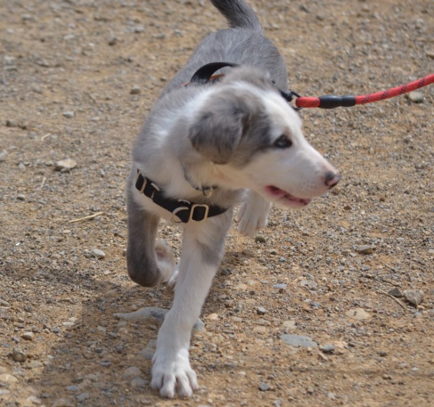 Bronx - Chien Border Collie à adopter - photo 2