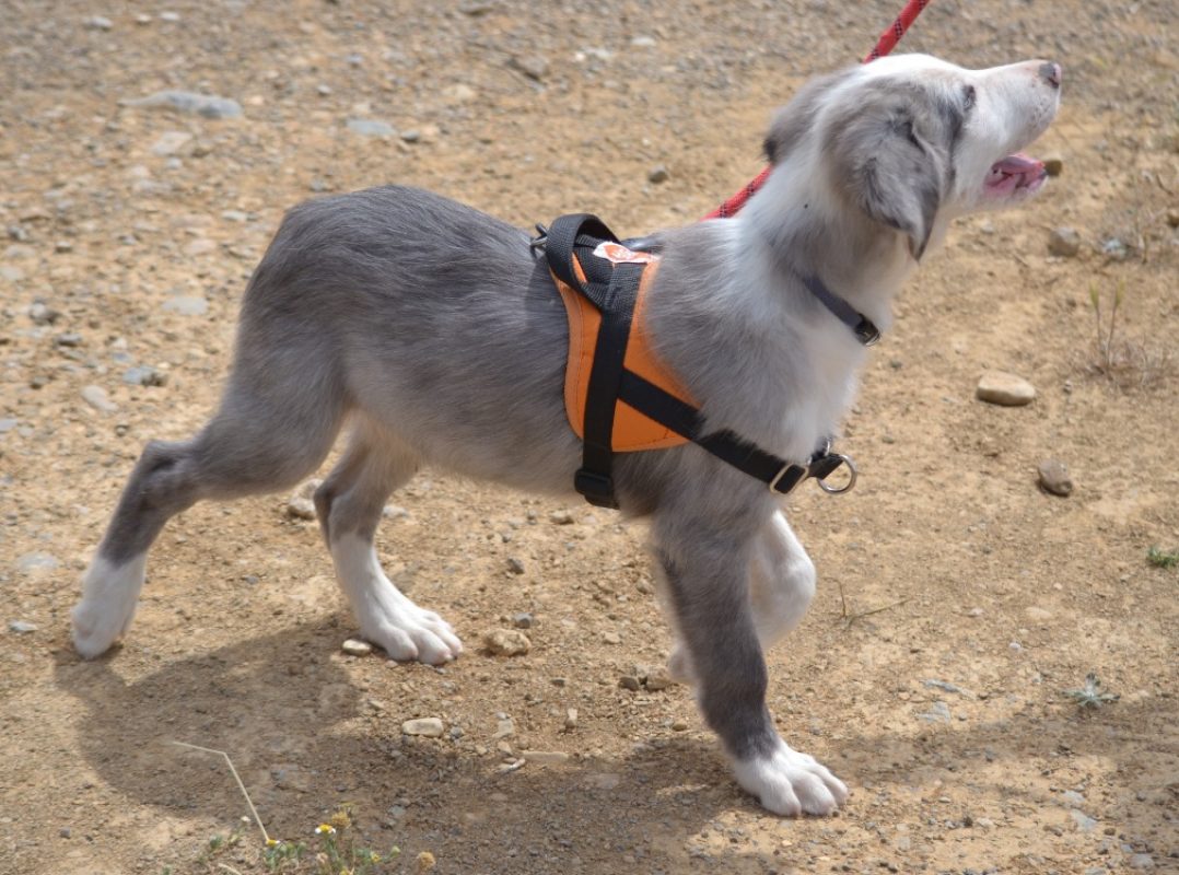 Bronx - Chien Border Collie à adopter - photo 4