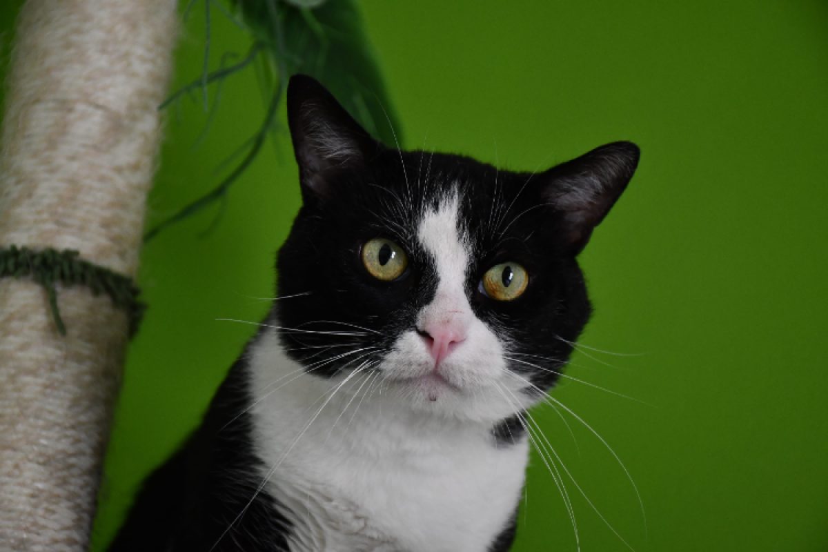 Nouchami - Chat Européen à adopter