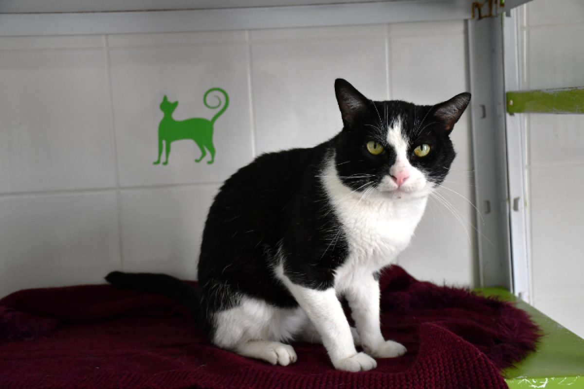 Nouchami - Chat Européen à adopter - photo 2