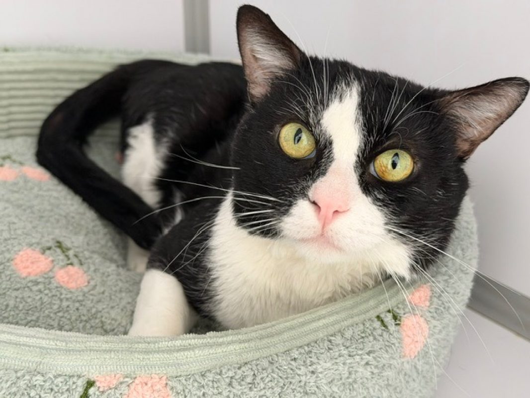 Nouchami - Chat Européen à adopter - photo 3