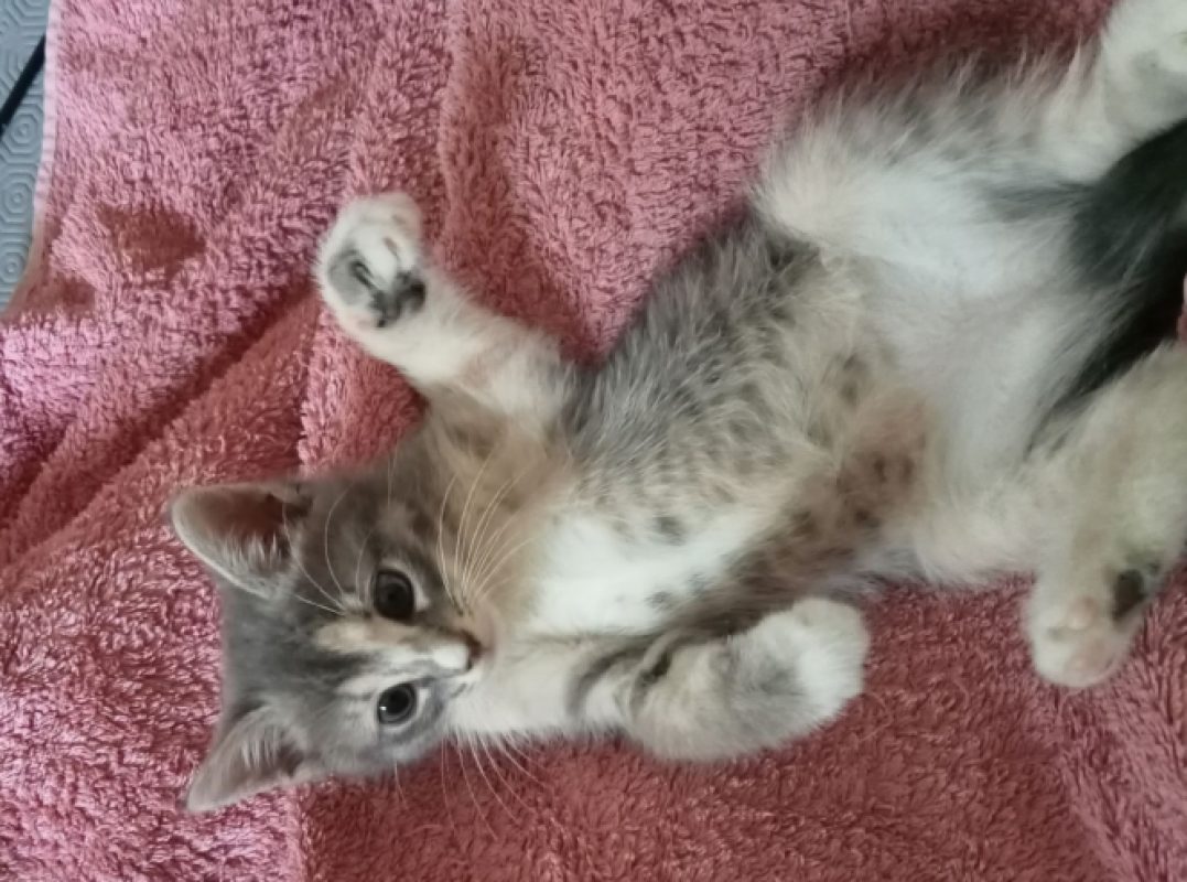 Zora - Chat Européen à adopter