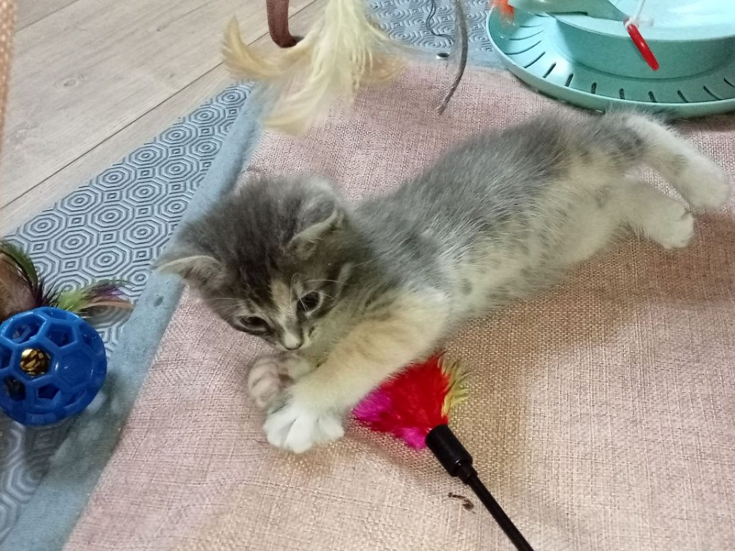 Zora - Chat Européen à adopter - photo 2