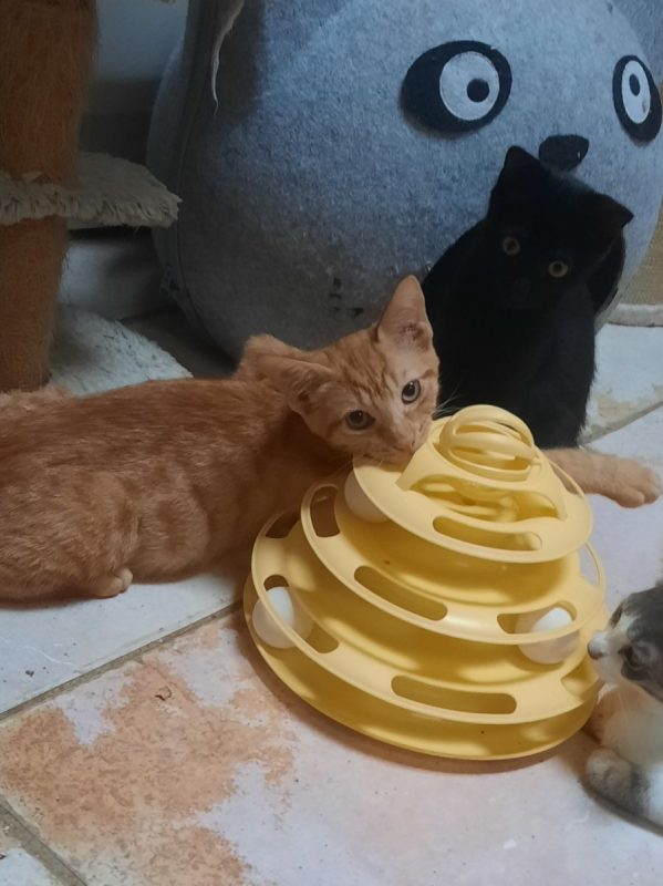 BOLERO - Chat Européen à adopter - photo 3
