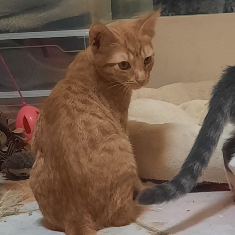 BOLERO - Chat Européen à adopter