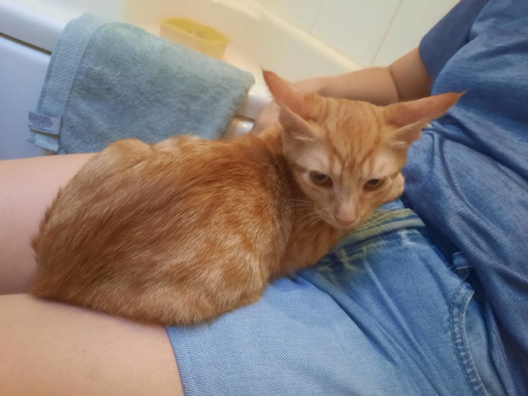BOLERO - Chat Européen à adopter - photo 2