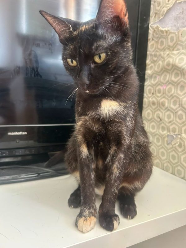 Amarice. - Chat à adopter - photo 3