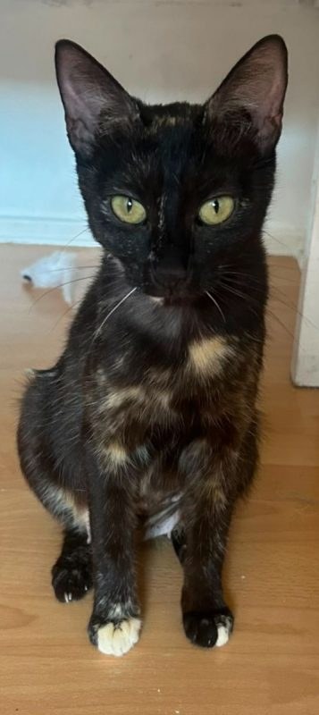 Amarice. - Chat à adopter - photo 2