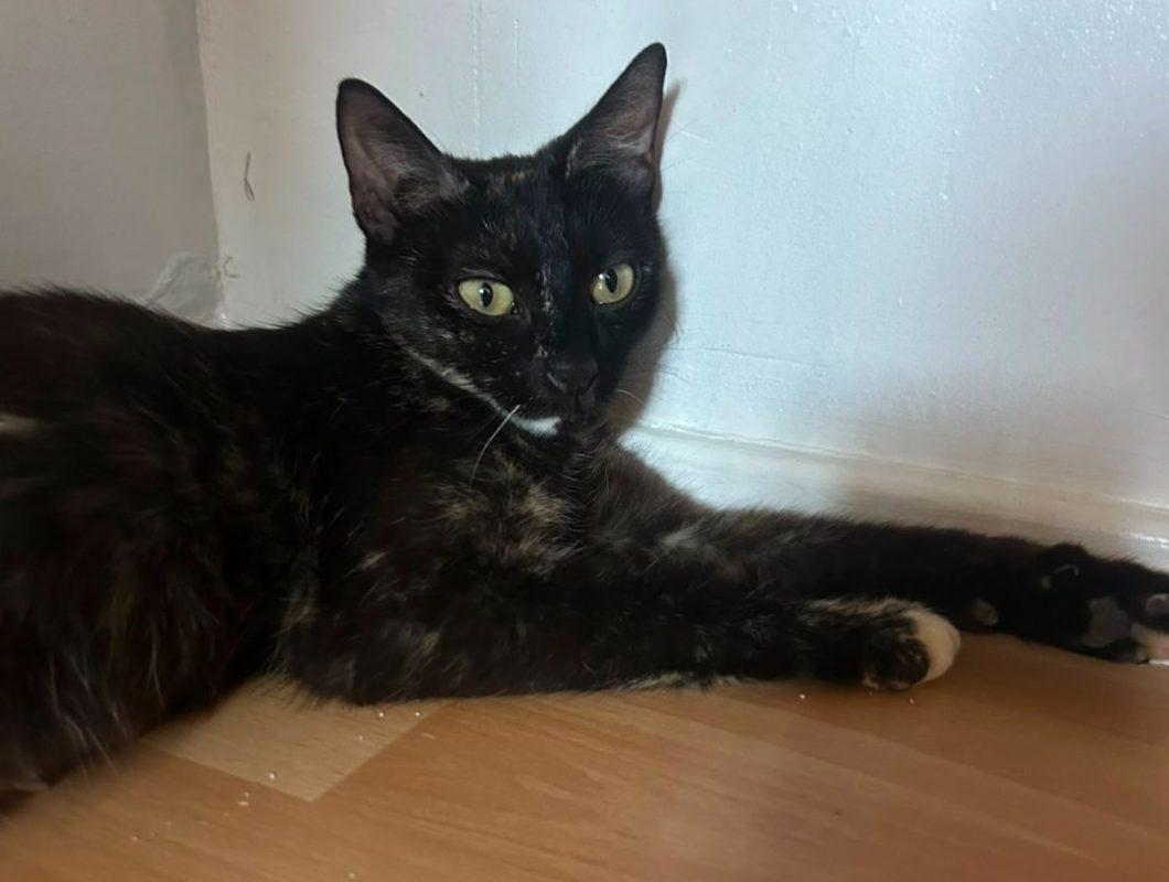 Amarice. - Chat à adopter - photo 6