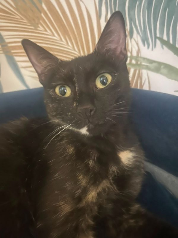 Amarice. - Chat à adopter
