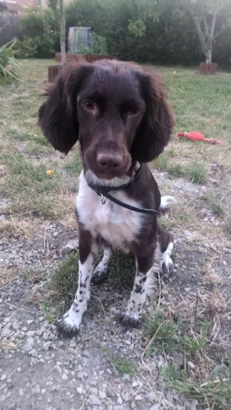Roxy - Chien Welsh Springer Spaniel à adopter - photo 2