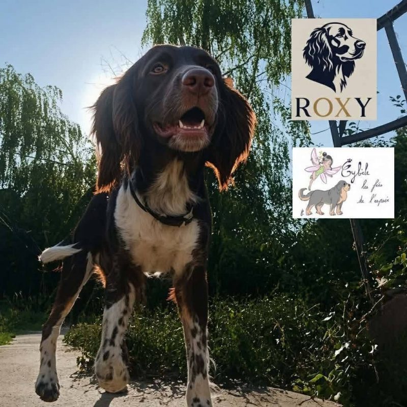 Roxy - Chien Welsh Springer Spaniel à adopter - photo 5