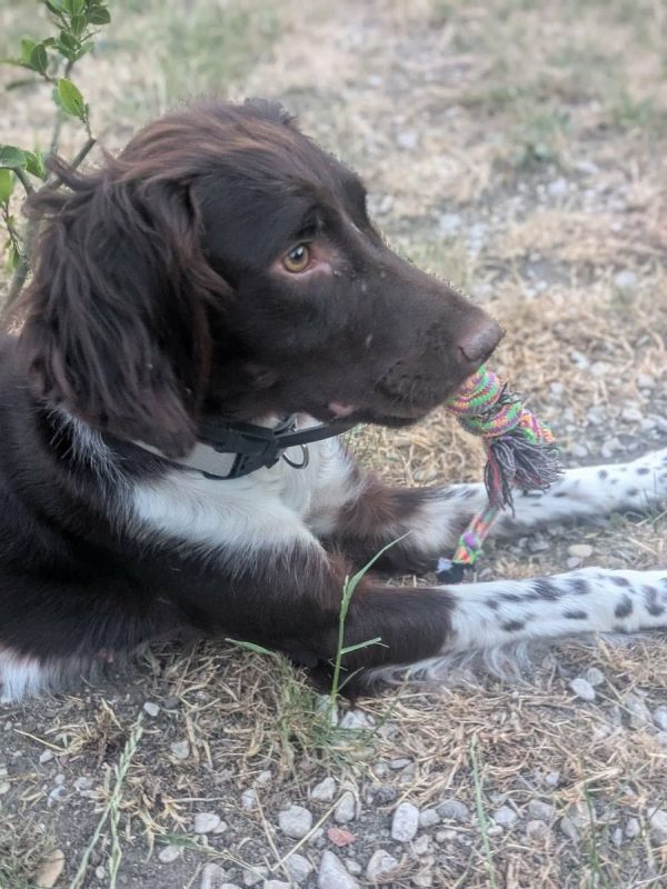 Roxy - Chien Welsh Springer Spaniel à adopter - photo 3