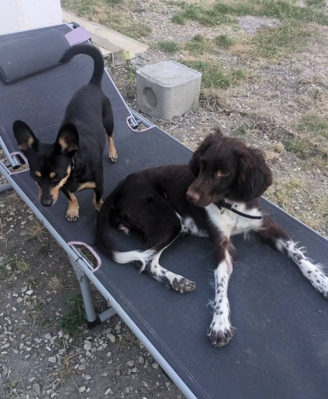 Roxy - Chien Welsh Springer Spaniel à adopter - photo 4