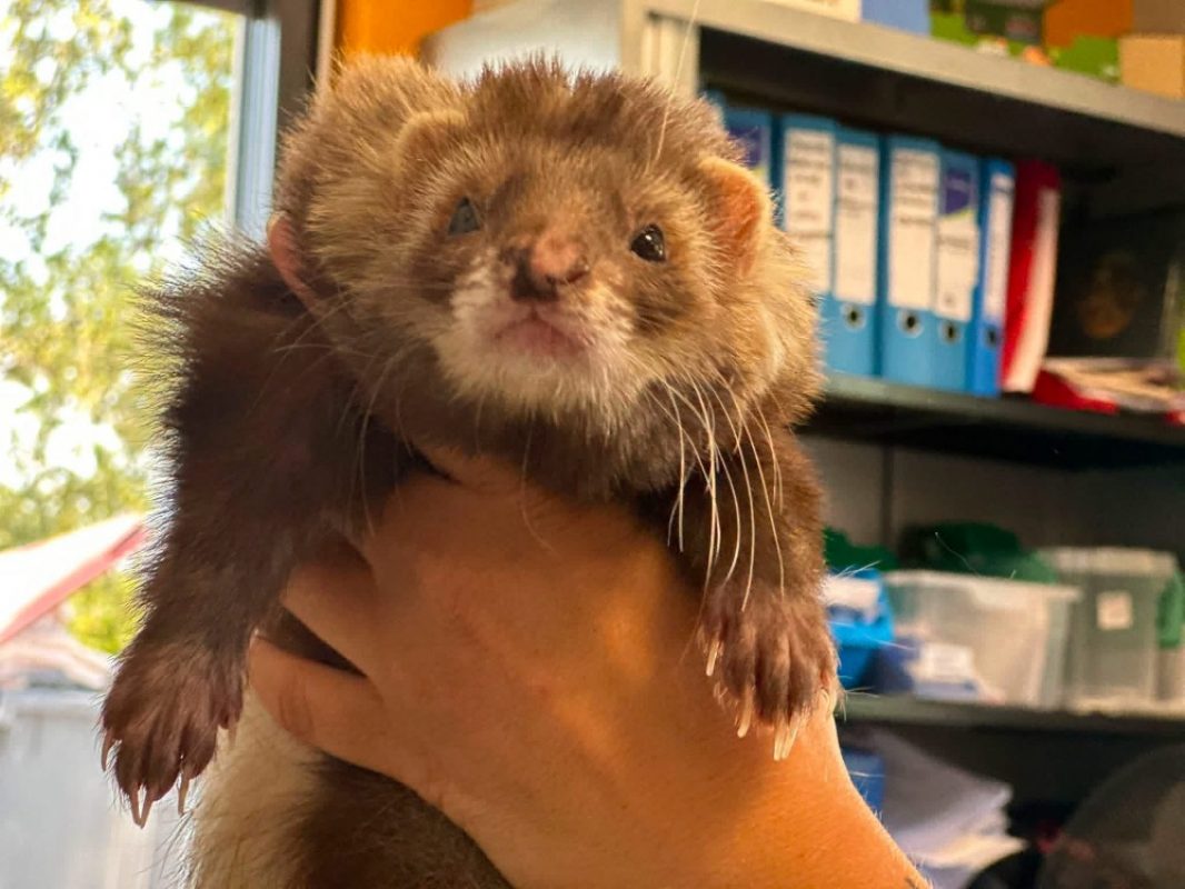 Swiffer - Rongeur Furet à adopter