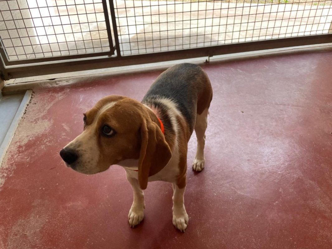 Toupie - Chien Beagle à adopter