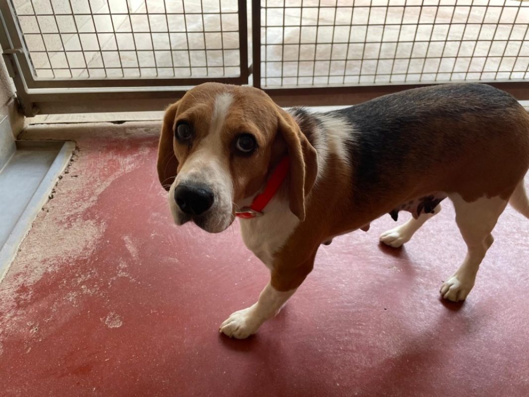 Toupie - Chien Beagle à adopter - photo 2