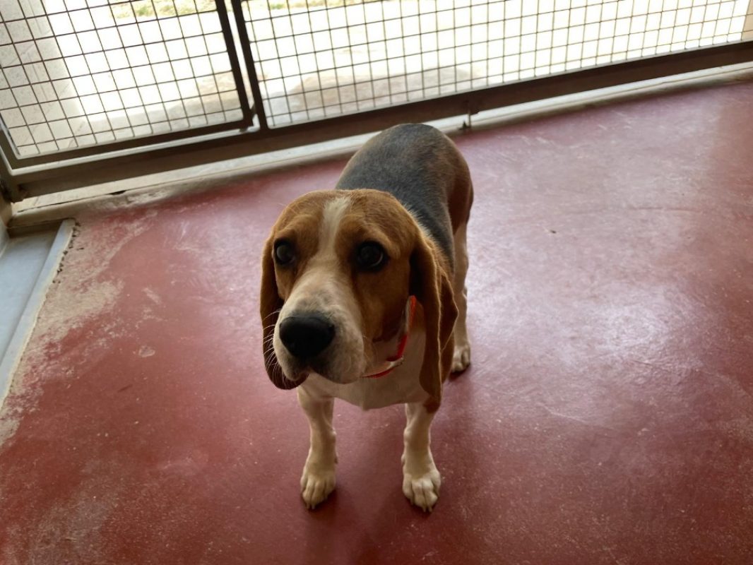 Toupie - Chien Beagle à adopter - photo 3