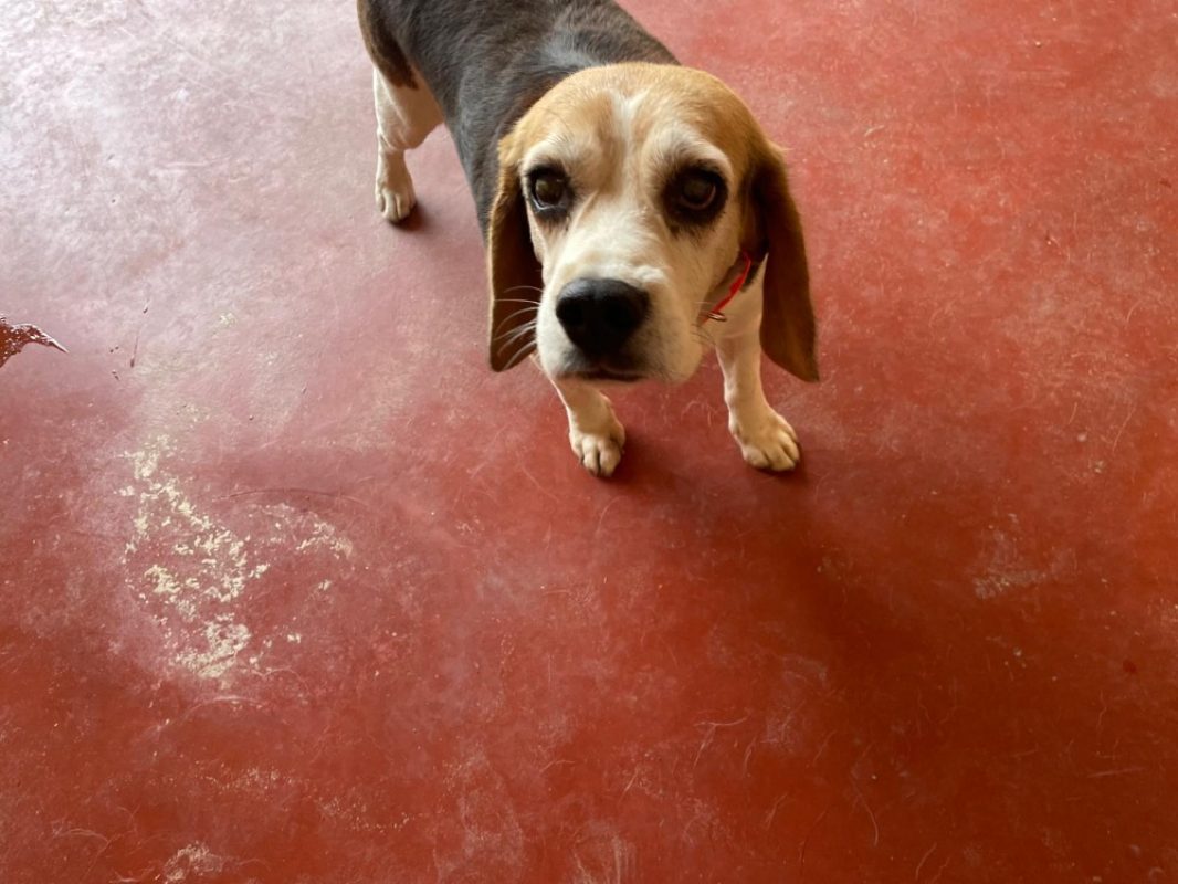 Pilou - Chien Beagle à adopter