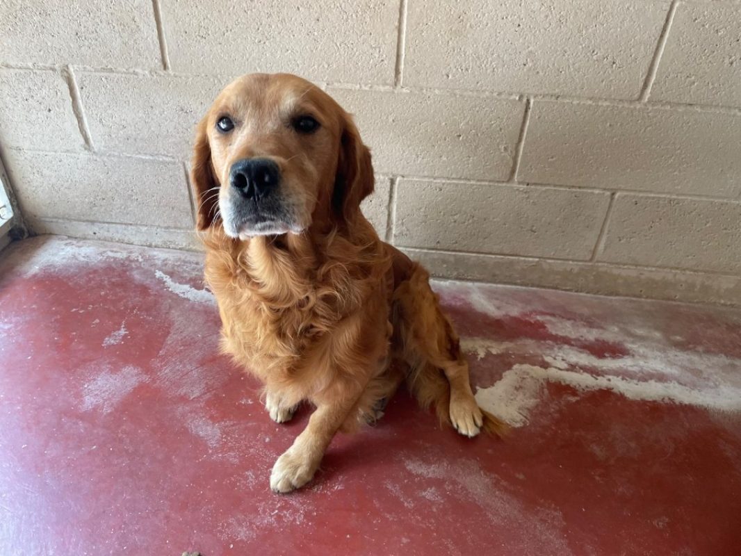 Tiag - Chien à adopter