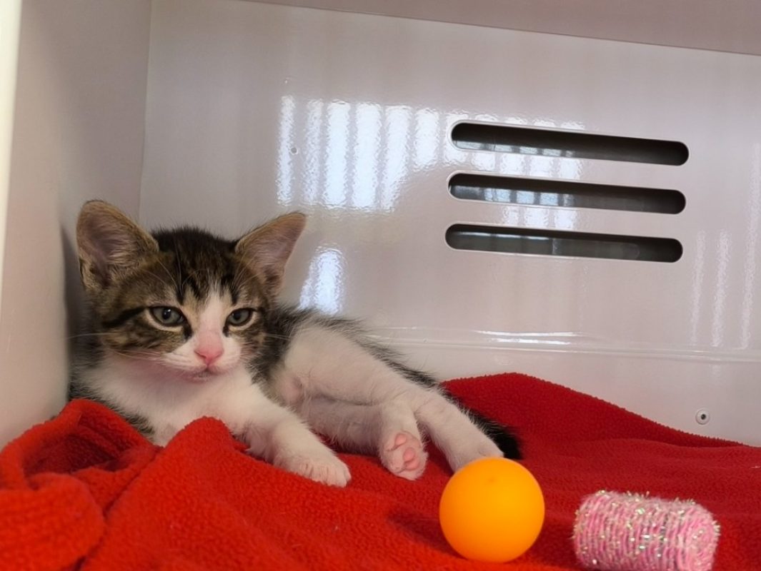 Banzai - Chat Européen à adopter