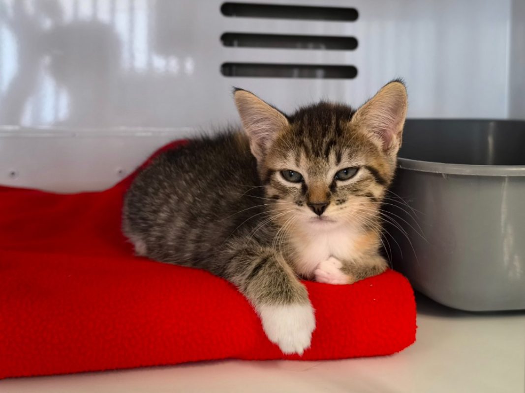 Bridget - Chat Européen à adopter