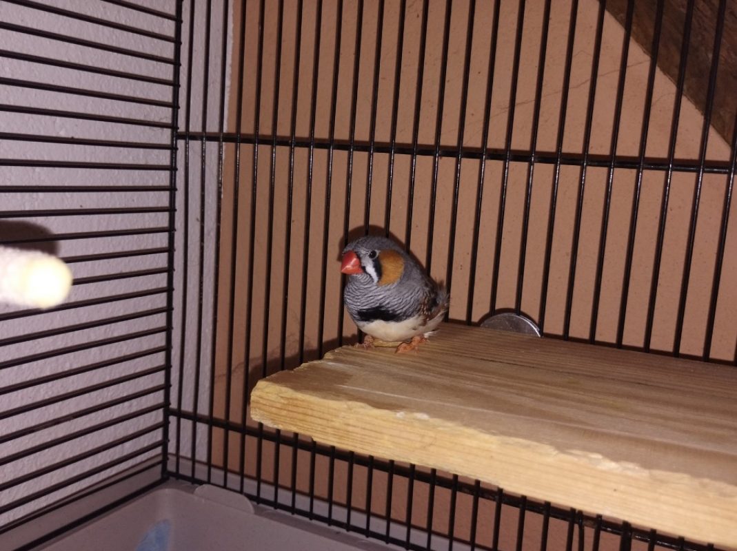 Pioupiou - Oiseau à adopter