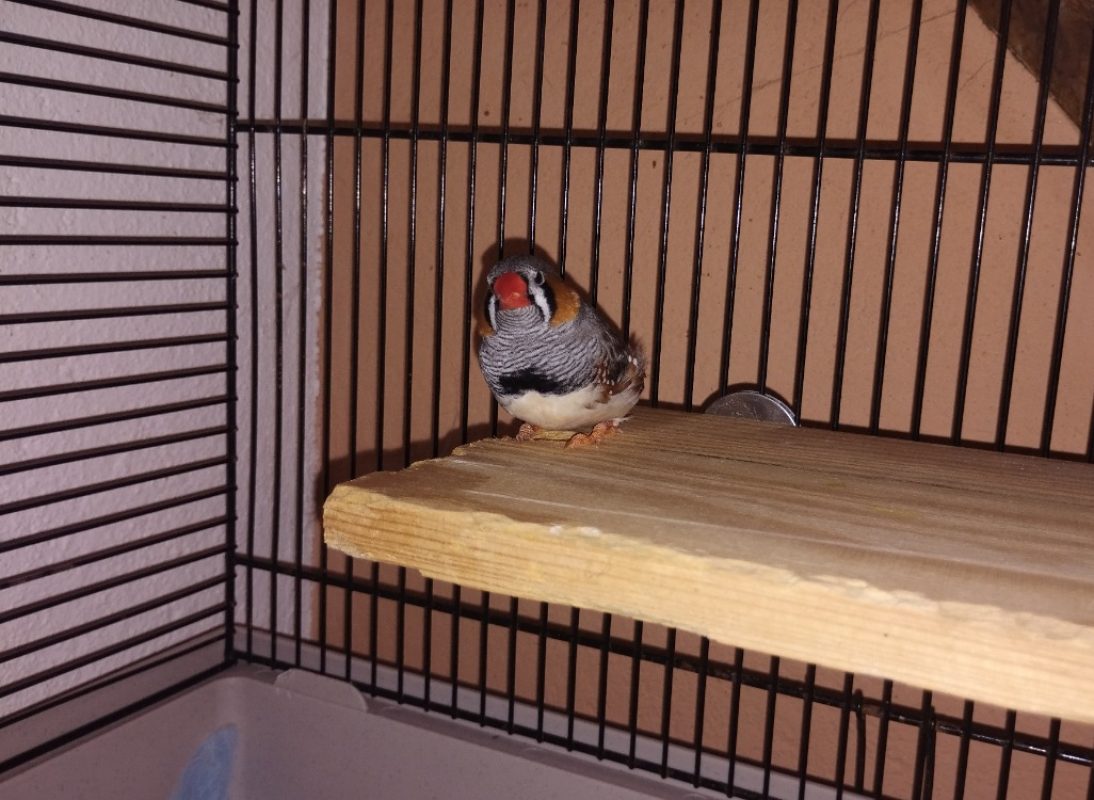Pioupiou - Oiseau à adopter - photo 2