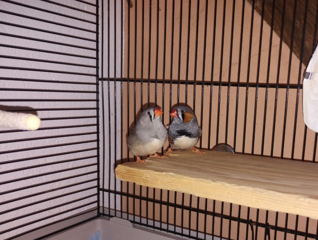 Pioupiou - Oiseau à adopter - photo 3