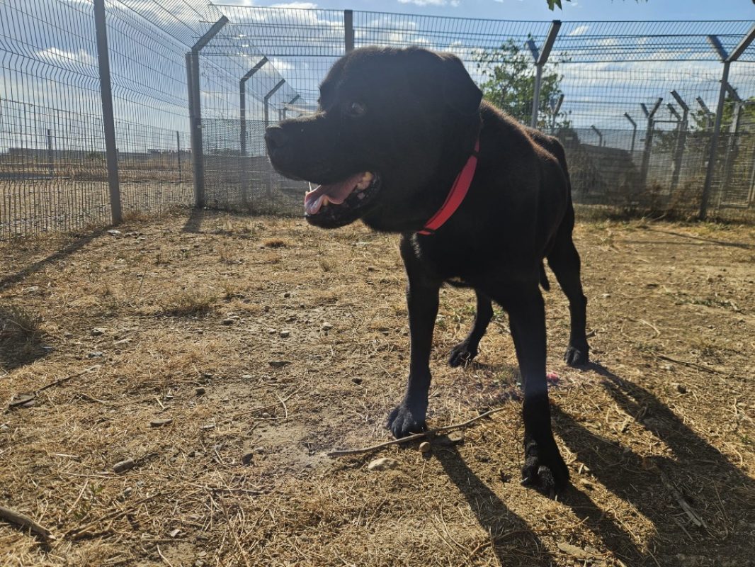 Hugo - Chien à adopter