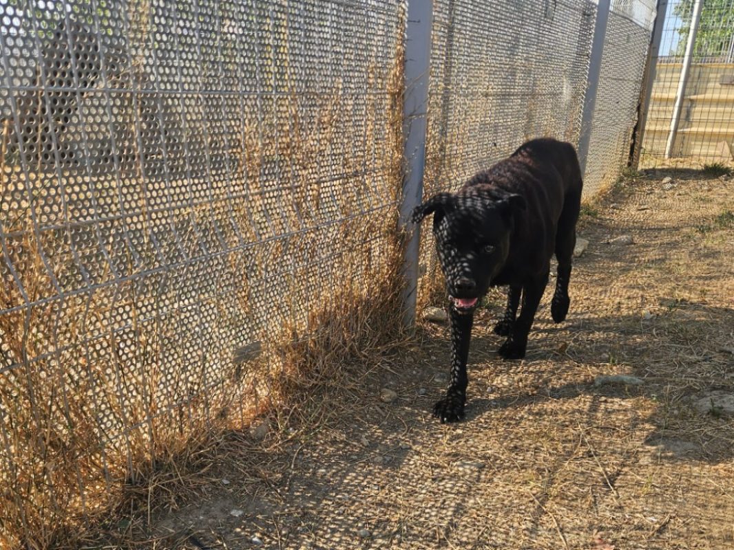 Hugo - Chien à adopter - photo 2