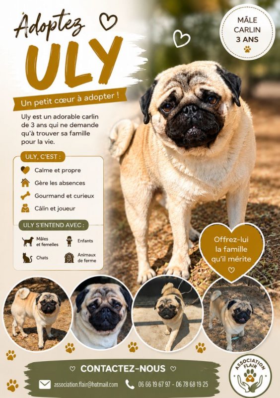 Uly - Chien Carlin à adopter