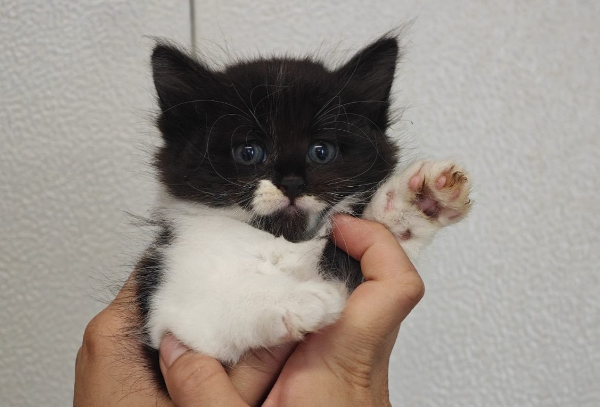 Salsa - Chat Européen à adopter