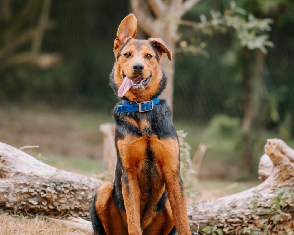 Soka - Chien à adopter