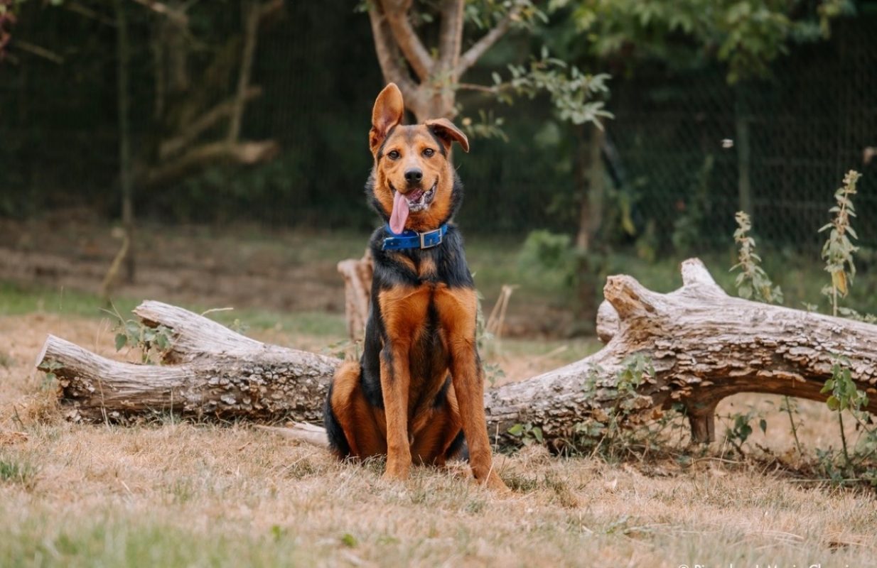 Soka - Chien à adopter - photo 2