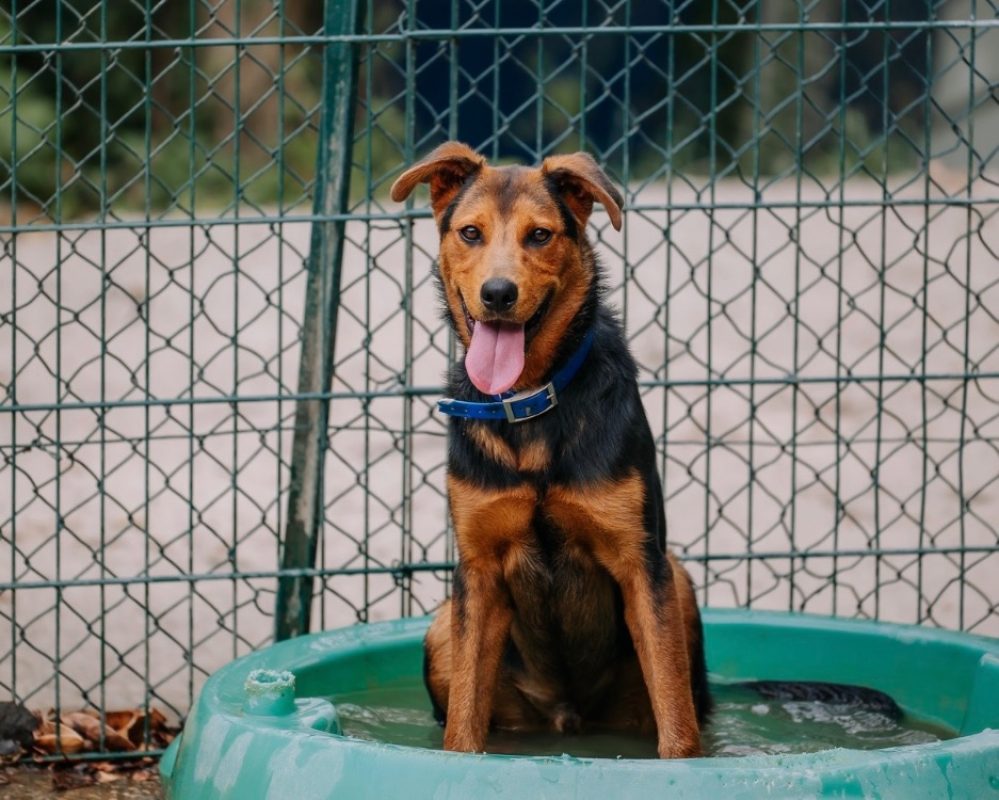 Soka - Chien à adopter - photo 3