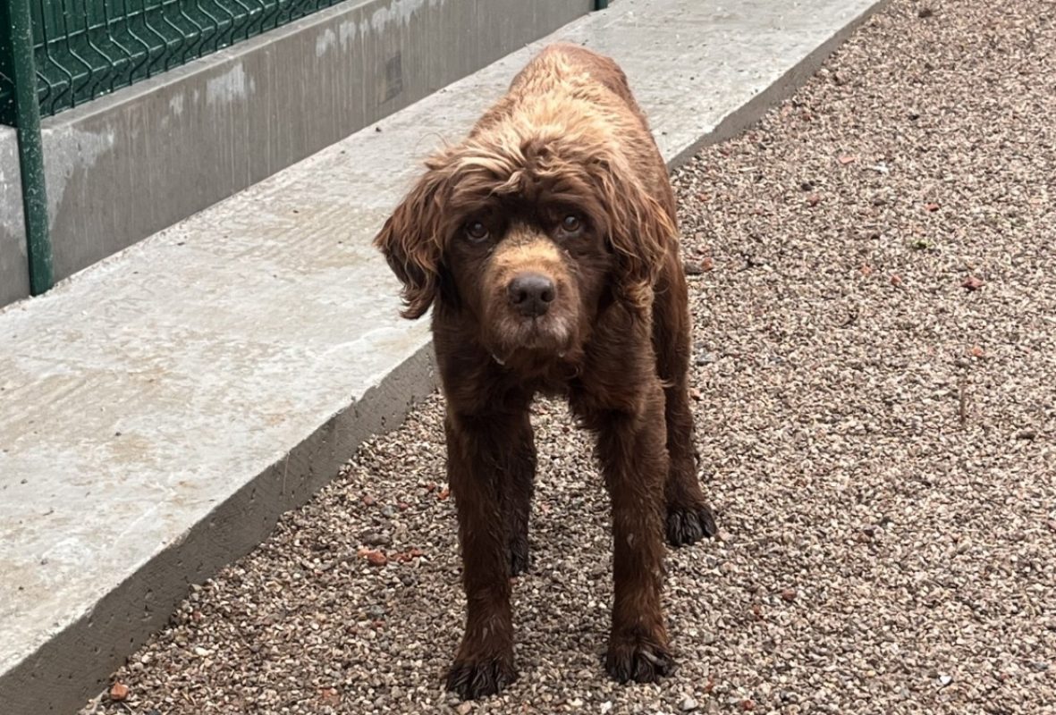 Rotwell - Chien à adopter