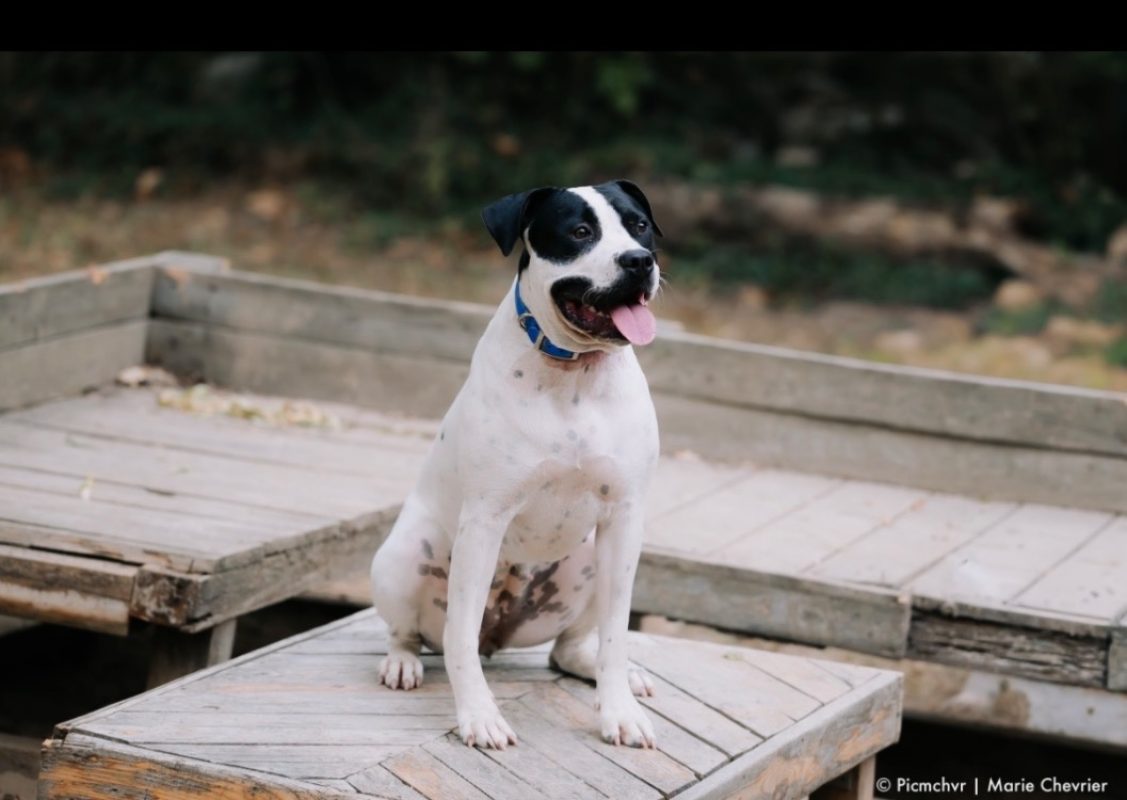 Athena - Chien Bouledogue Américain à adopter