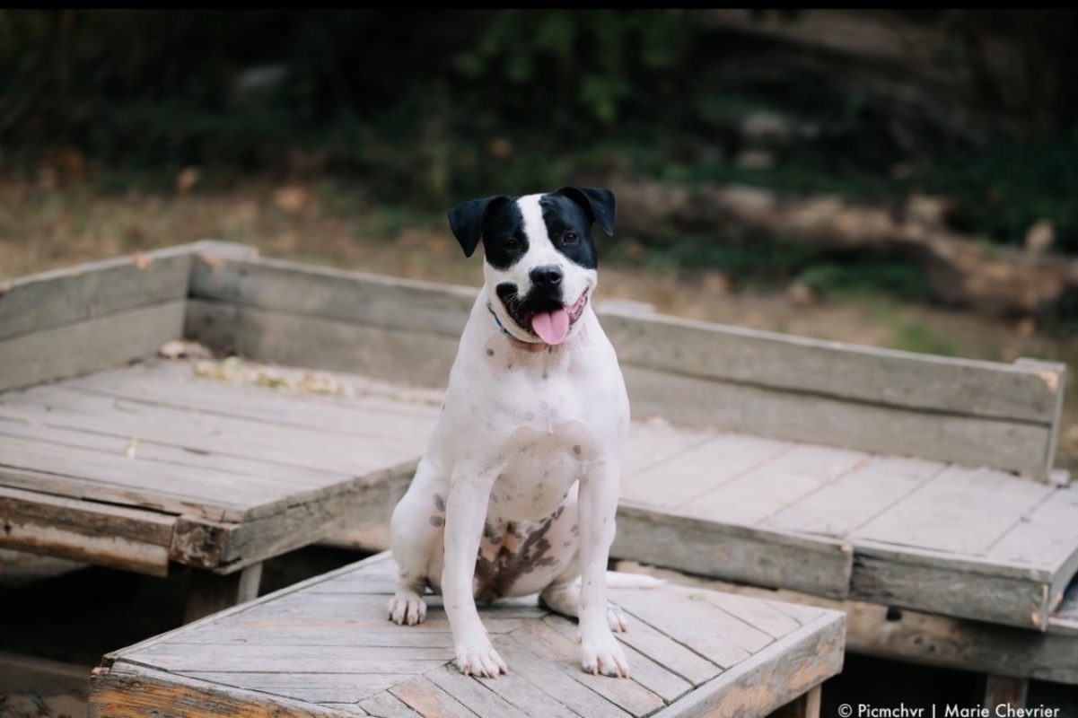 Athena - Chien Bouledogue Américain à adopter - photo 2